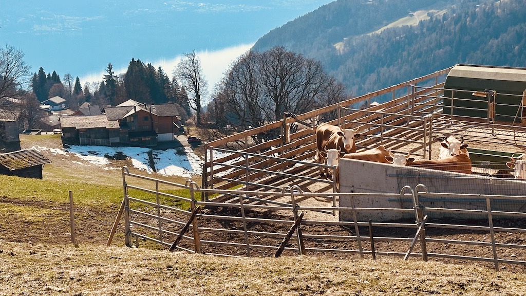 Unsere Kühe geniessen die Aussicht von der Stallscheune